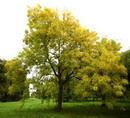 زبان گنجشک